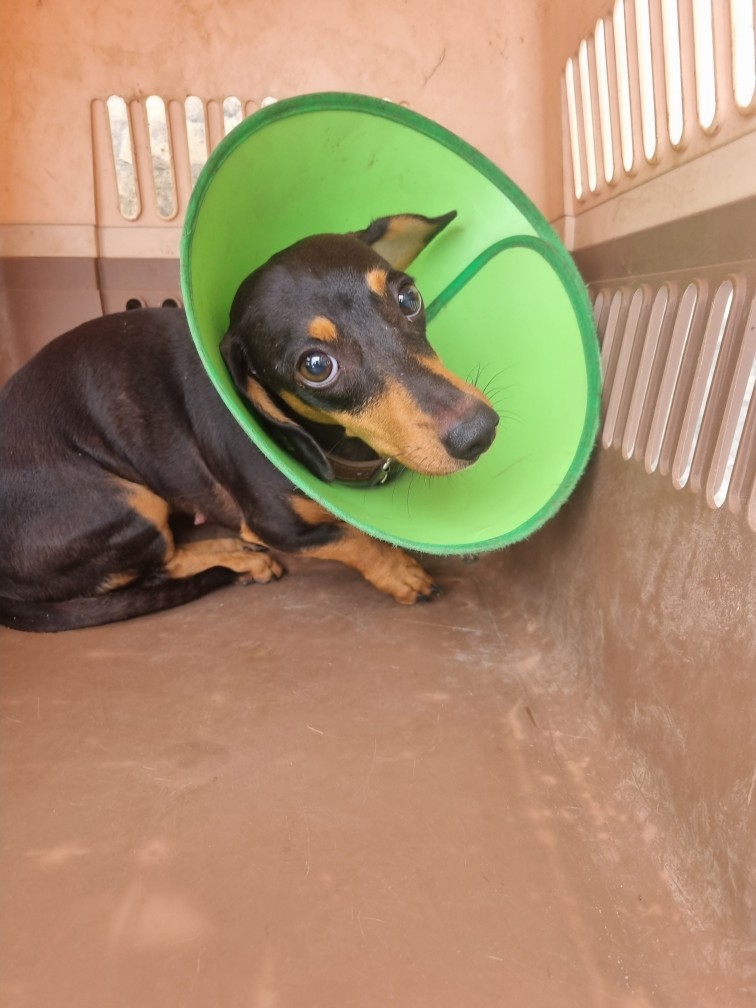 보호중 미니어쳐 닥…